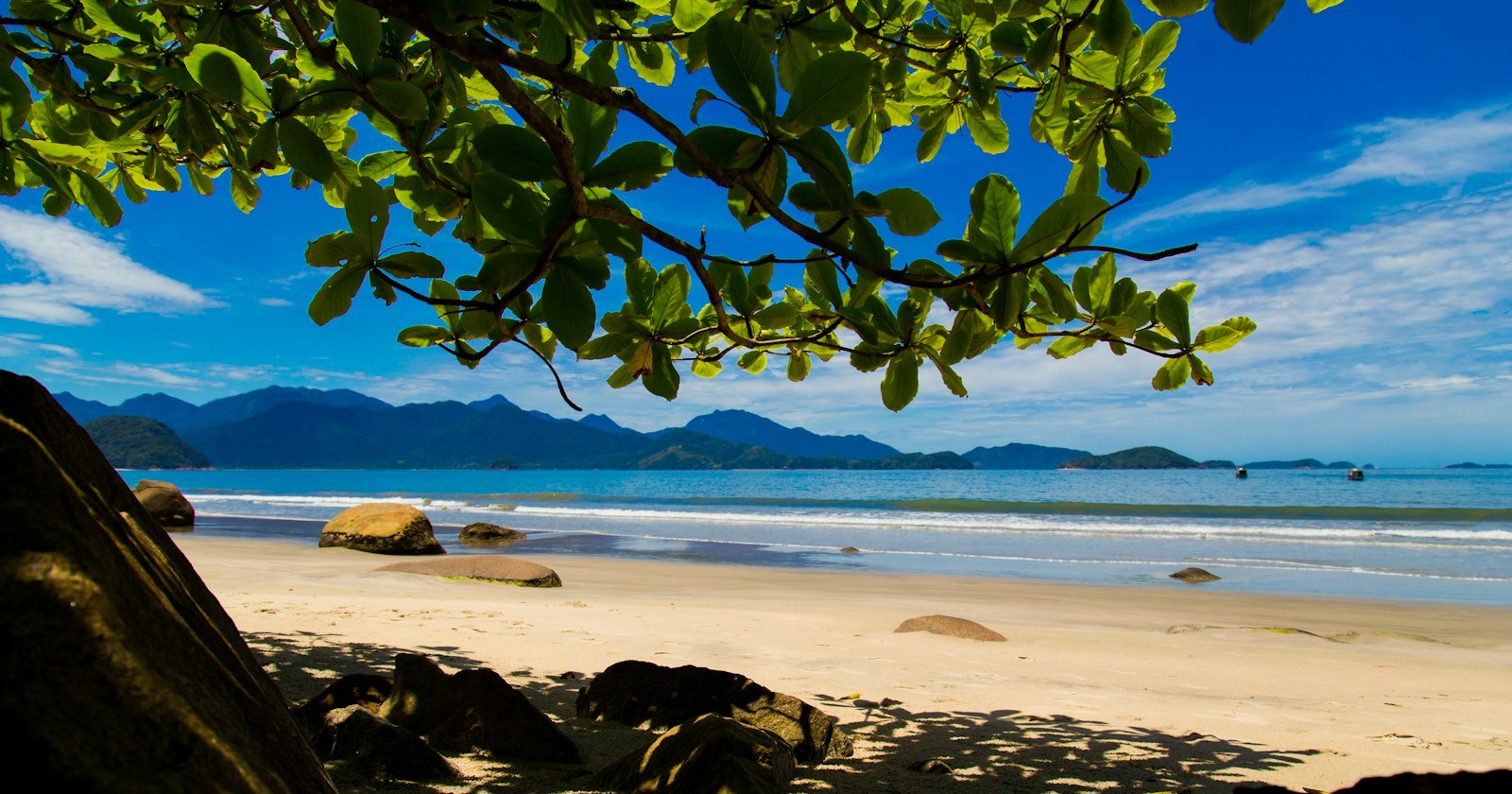 Árvore na areia de uma praia de Ubatuba, no litoral norte de São Paulo, com mar e vegetação ao fundo